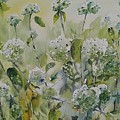 Hydrangeas