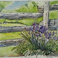 Irises